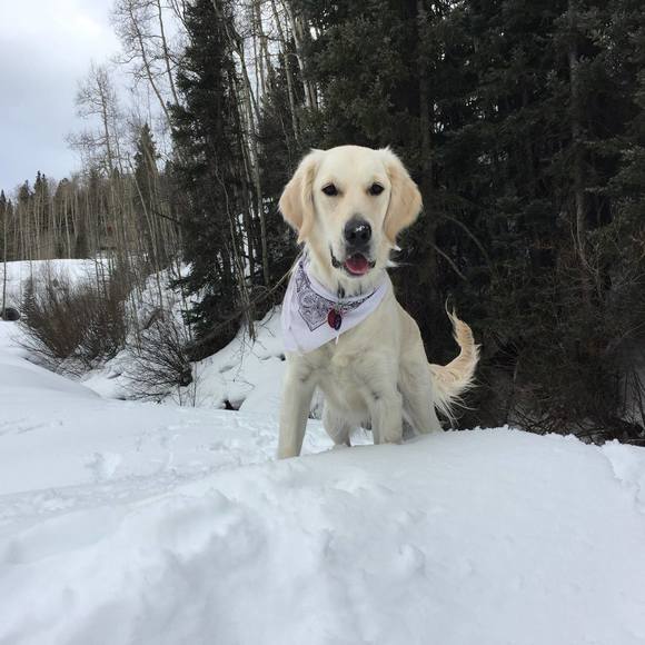 Meet your Posher, Rim - Picture 1 of 1